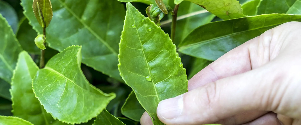 A hand picking young tea leaves, wide