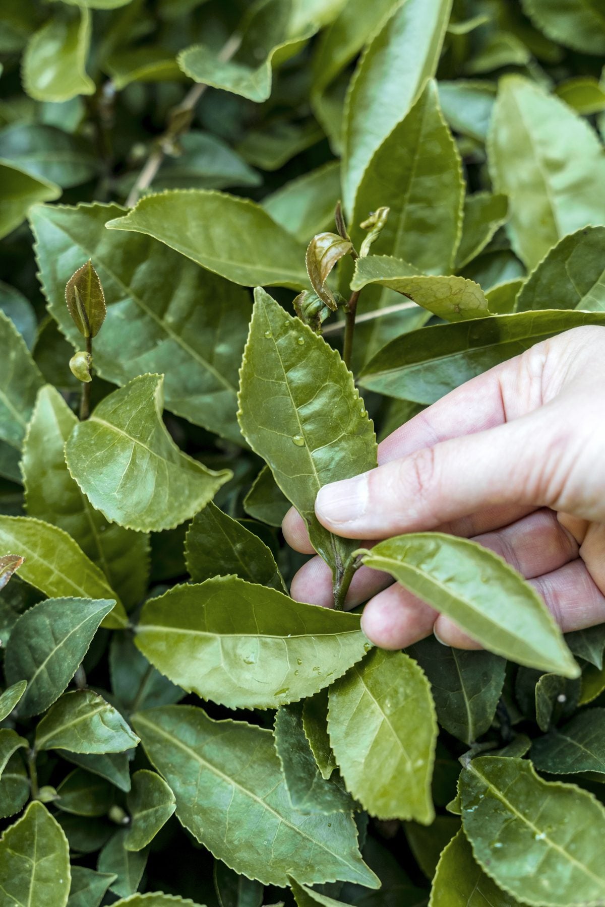 A hand picking a young leaf from a tea bush